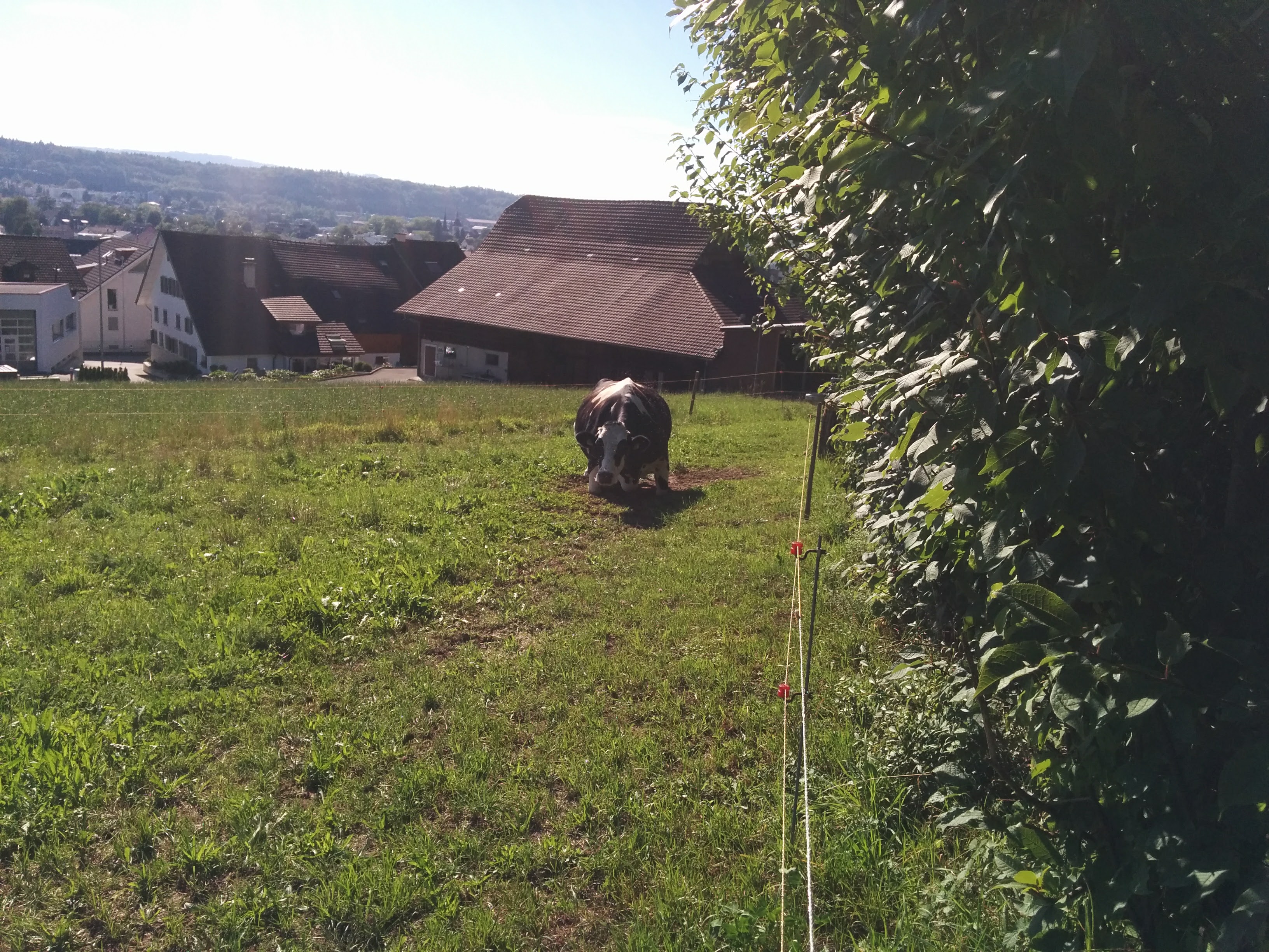 This cow started to stand up to conceal its laziness... but now the shame will never leave!
