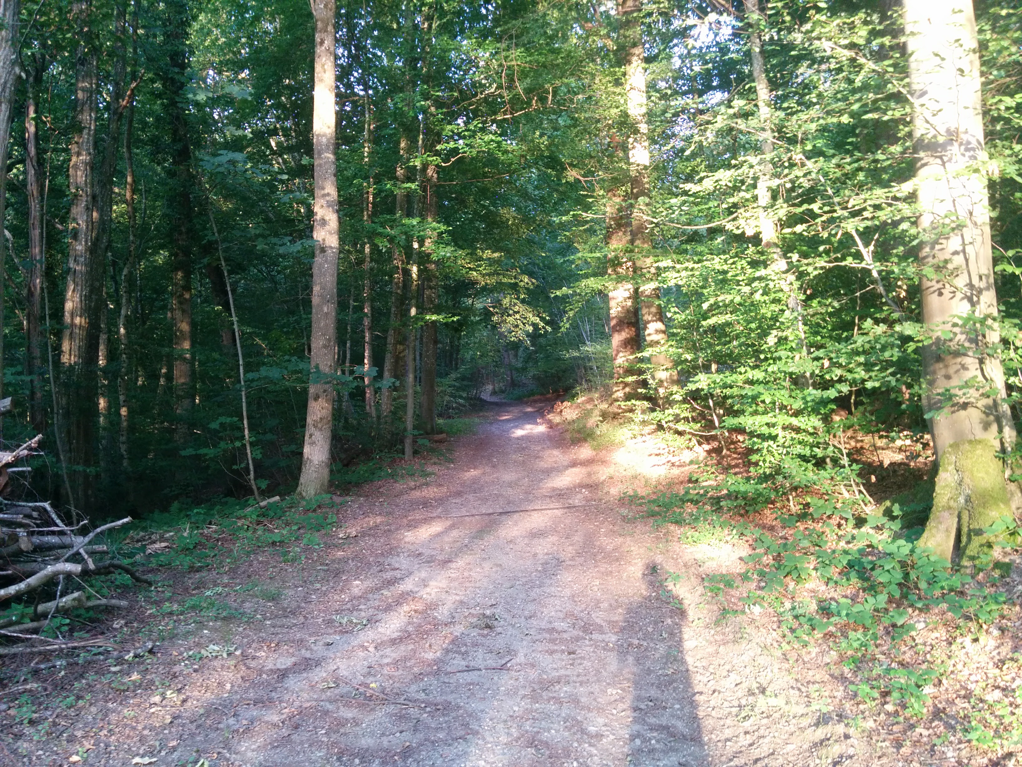 One of many forest trails