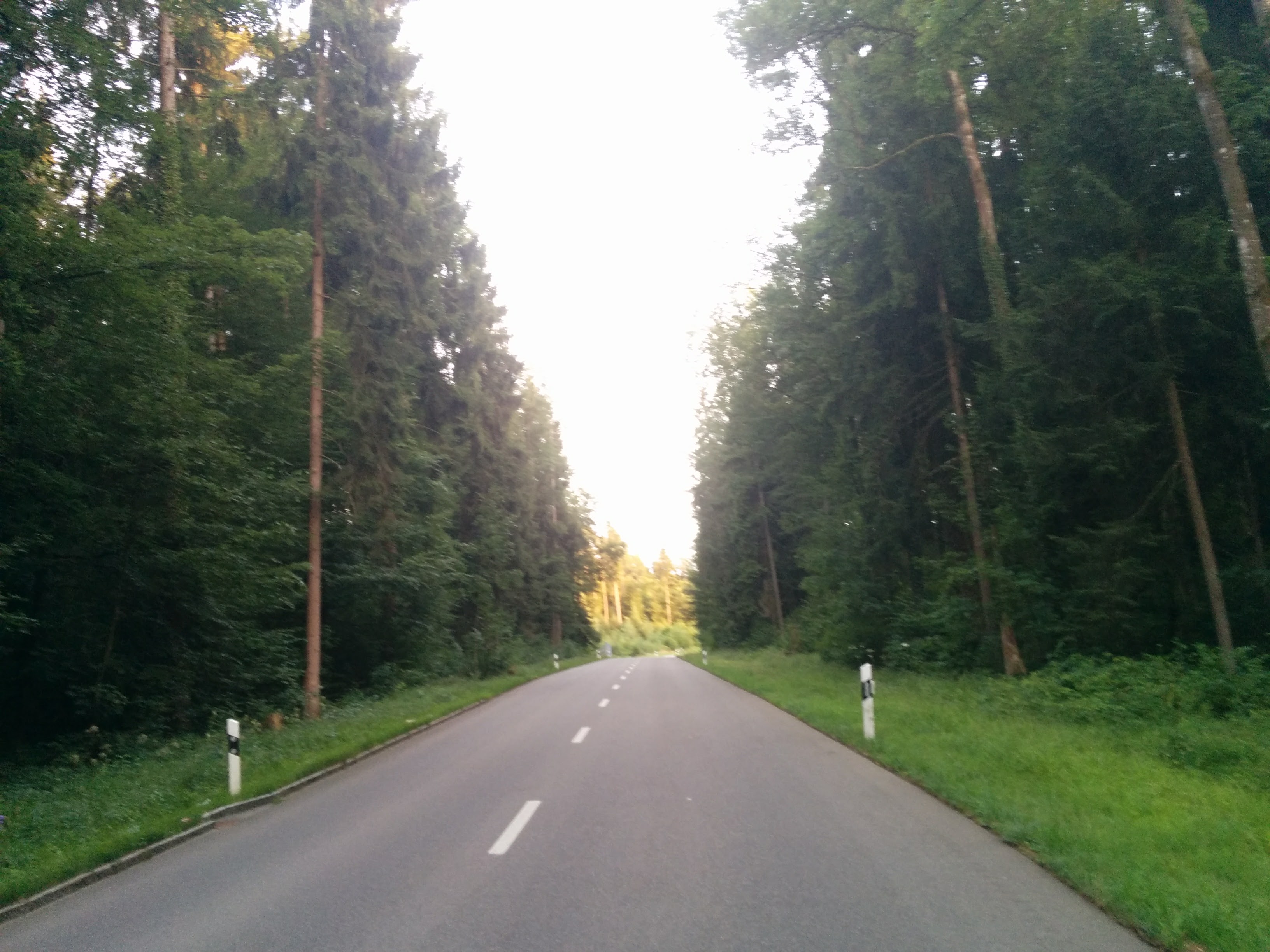 Uitikonstrasse - a road splitting through the forest.