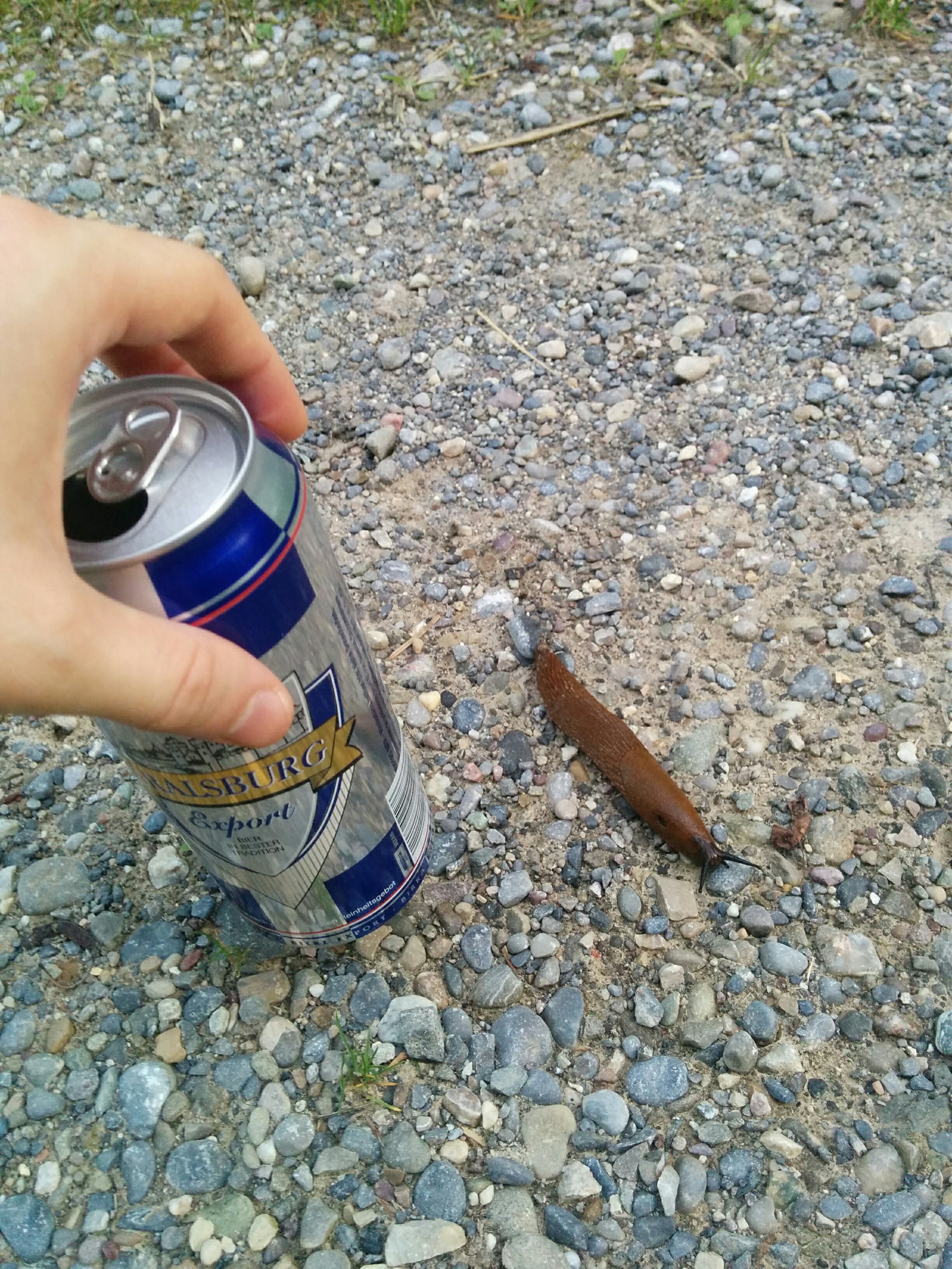 We found this massive slug on one of the trails. Beer can for scale.